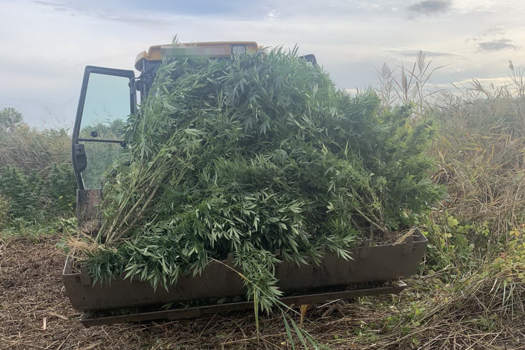 Hatalmas kannabisz-ültetvényt találtak Csépán